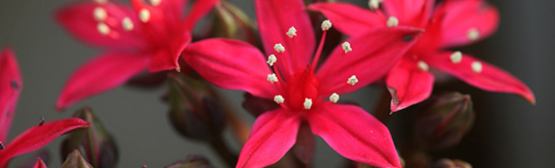 serereklam-ar-ge-merkezi-noodle